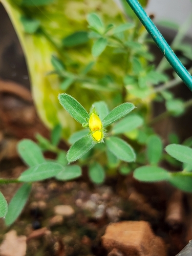 narrow-leaved rattlepod (Crotalaria montana)