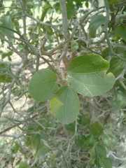 Sarcomphalus amole