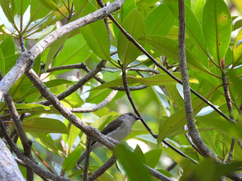 Mangrove Whistler (Pachycephala cinerea)