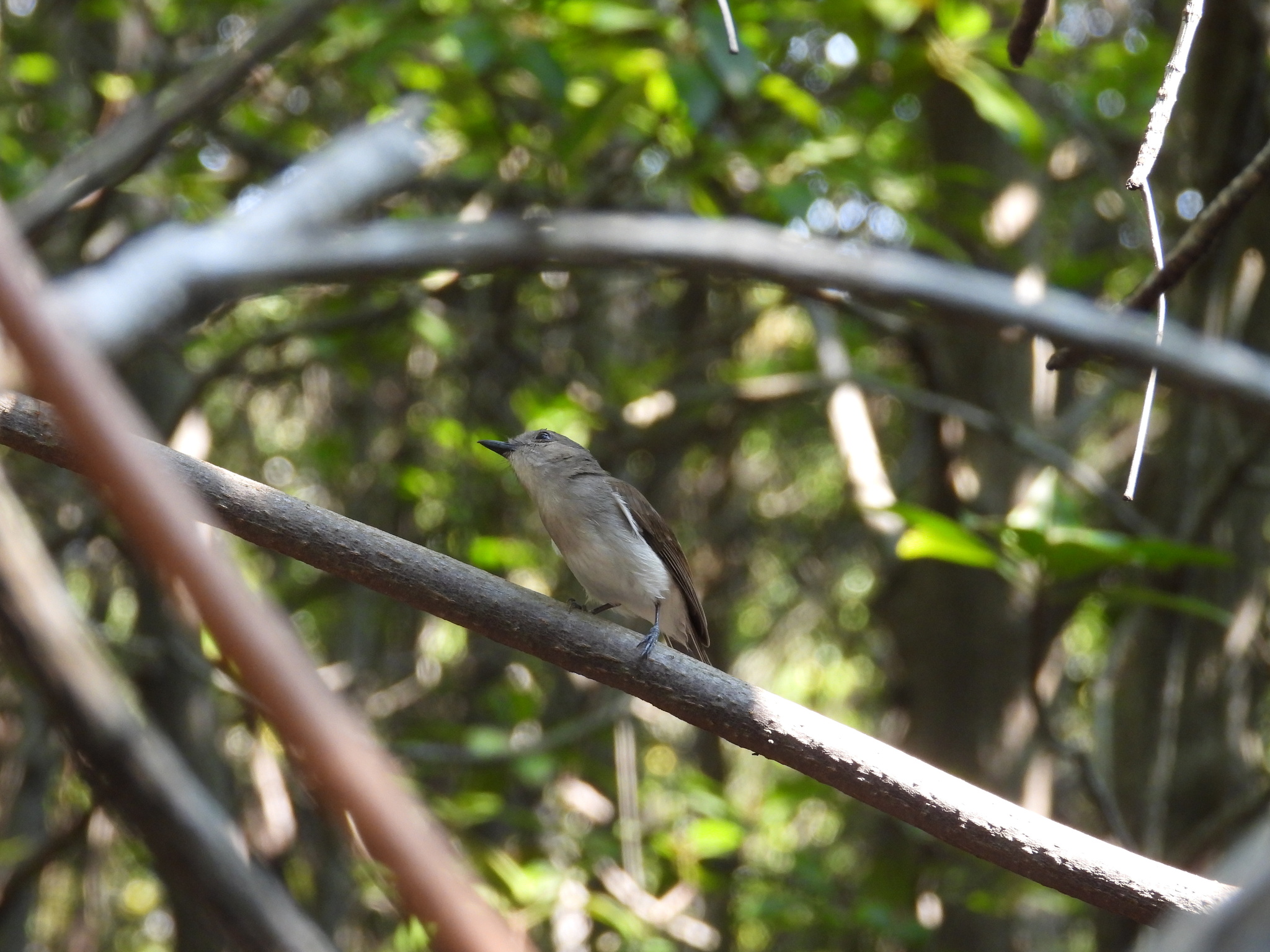 Mangrove Whistler (Pachycephala cinerea), photo 2