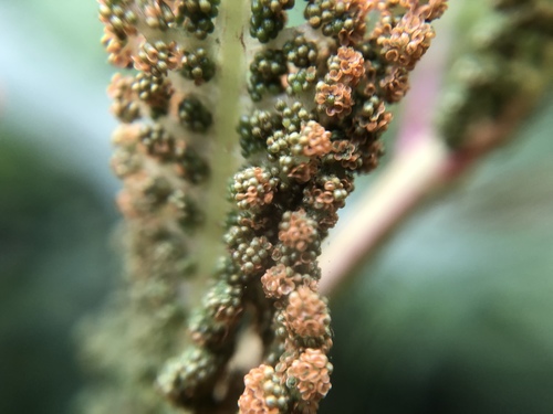 Plenasium banksiifolium