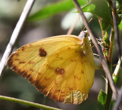 Phoebis philea philea