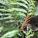 Plenasium banksiifolium - Photo (c) 黃美滿, some rights reserved (CC BY), uploaded by 黃美滿