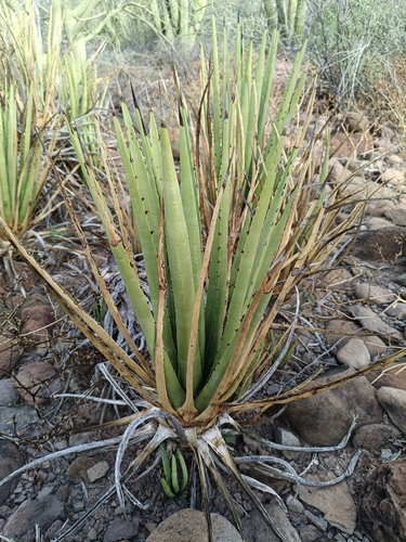 Agave datylio