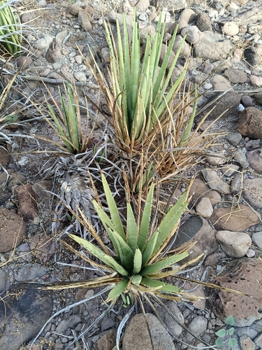 Agave datylio