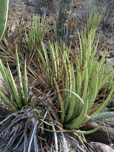 Agave datylio