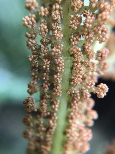 Plenasium banksiifolium