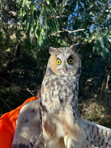 Long-eared Owl