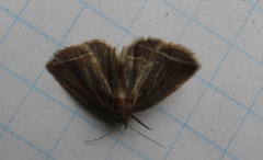 Capis curvata