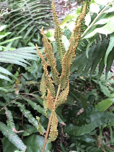Plenasium banksiifolium