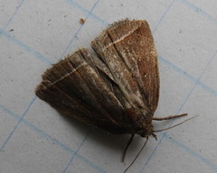 Capis curvata