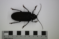 Cnemoplites princeps