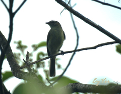 Passeriformes