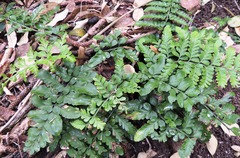 Asplenium difforme