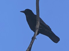 Corvus brachyrhynchos