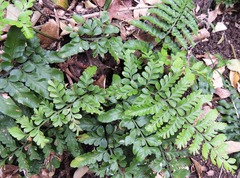 Asplenium difforme
