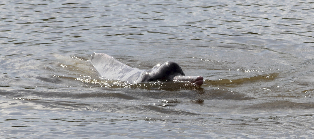 Amazon River Dolphin