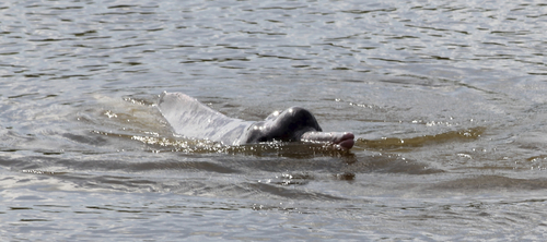 Amazon River Dolphin