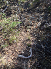 Odocoileus virginianus carminis