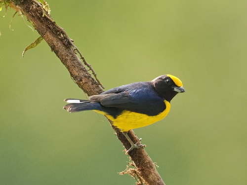 Orange-bellied Euphonia (Euphonia xanthogaster), photo 5