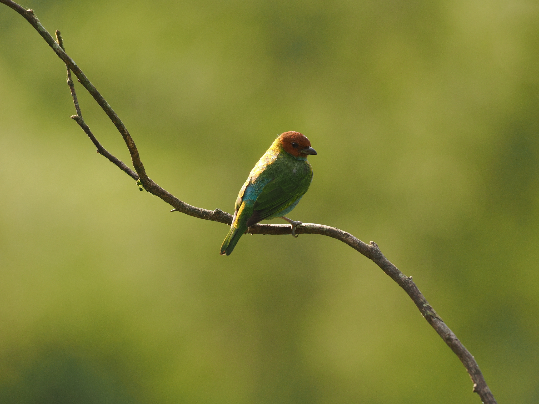 Bay-headed Tanager (Tangara gyrola), photo 7