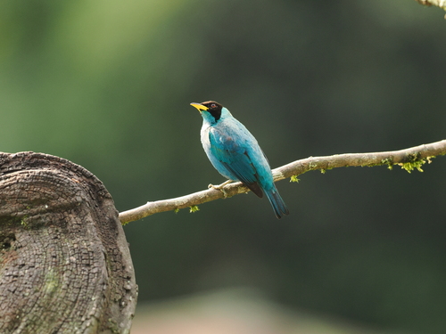 Green Honeycreeper (Chlorophanes spiza), photo 8