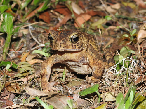 Philippine Toad, Ingerophrynus philippinicus