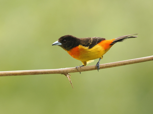 Flame-rumped Tanager (Ramphocelus flammigerus), photo 10