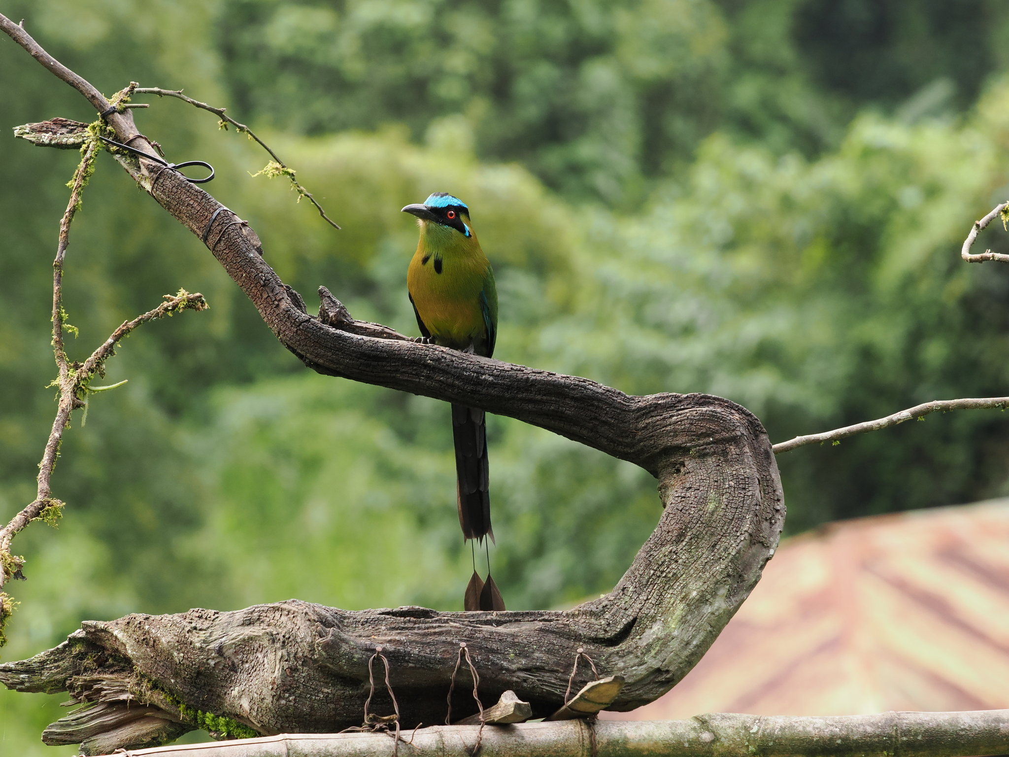Andean Motmot (Momotus aequatorialis), photo 2