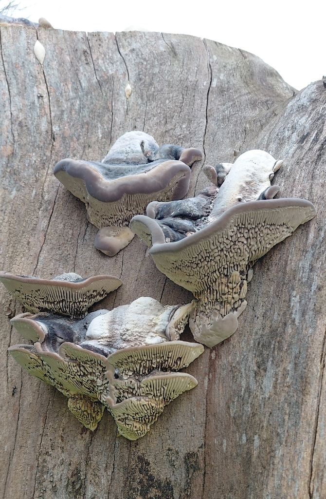 Fomitopsis quercina · February 2026 · photo: © gianni_del_bufalo (iNaturalist, cc-by)