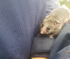 Burramys parvus