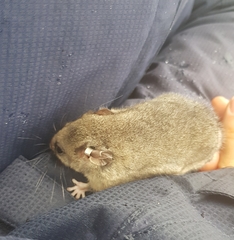 Burramys parvus