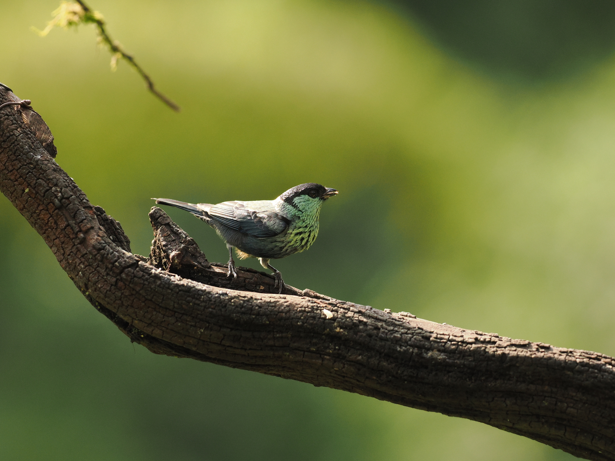 Black-capped Tanager (Stilpnia heinei), photo 3