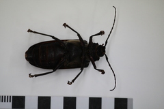 Cnemoplites princeps