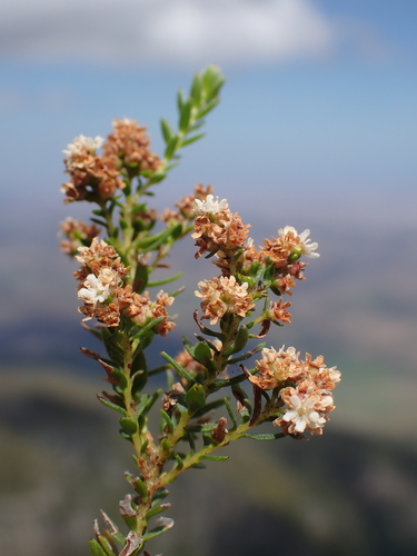 Brunia cordata (Brunia cordata)