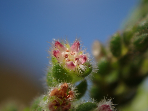 Mat Mossbranch (Brunia bullata)