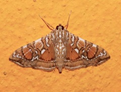 Glyphodes sibillalis