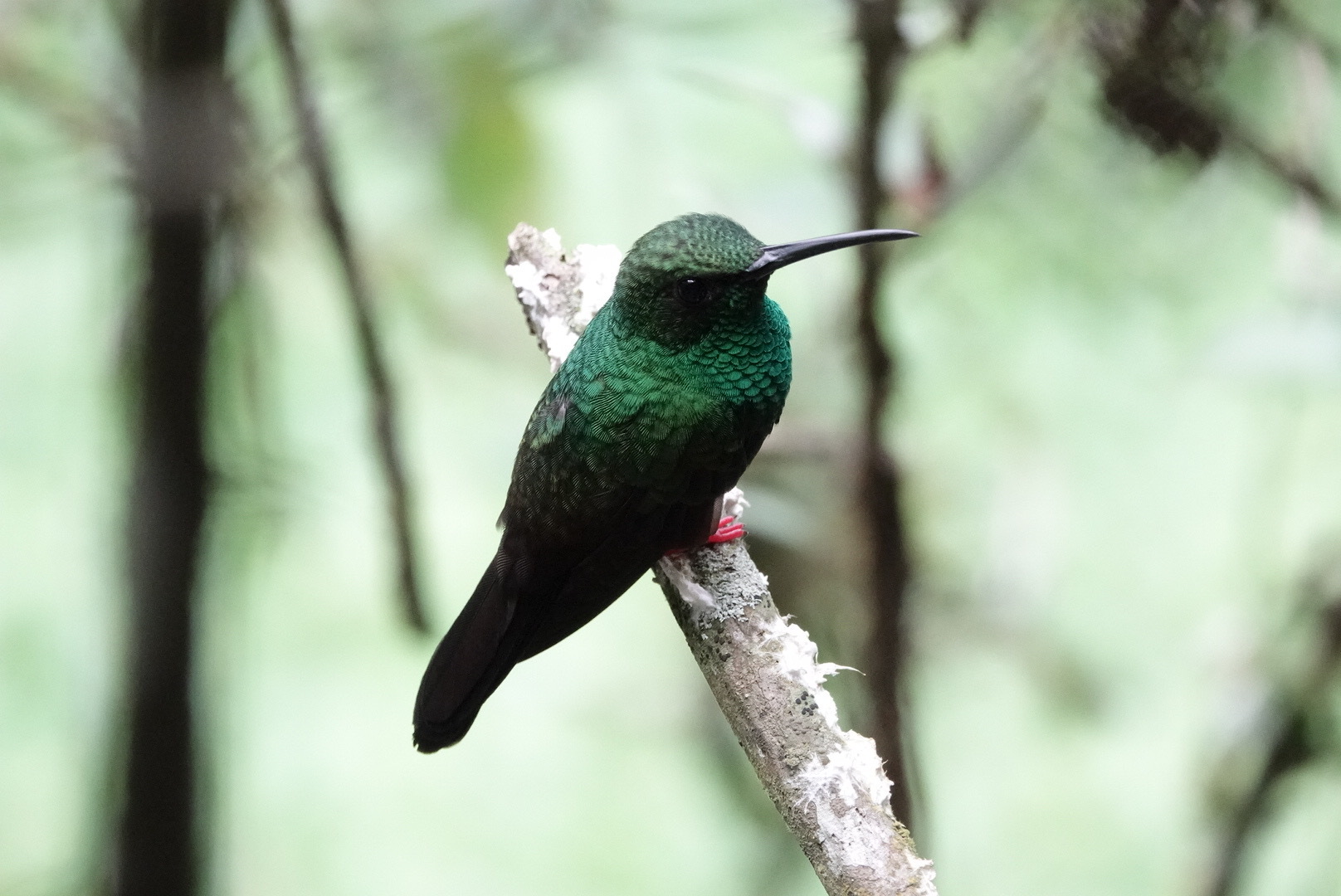 Bronze-tailed Plumeleteer (Chalybura urochrysia), photo 2