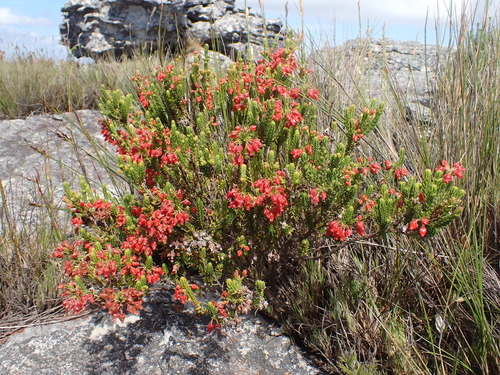 Glowing Heath (Erica ardens)