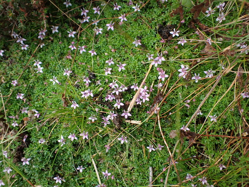 Fly Lobelia (Lobelia muscoides)