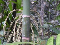 Pinanga coronata, photograph author not stated, no rights reserved