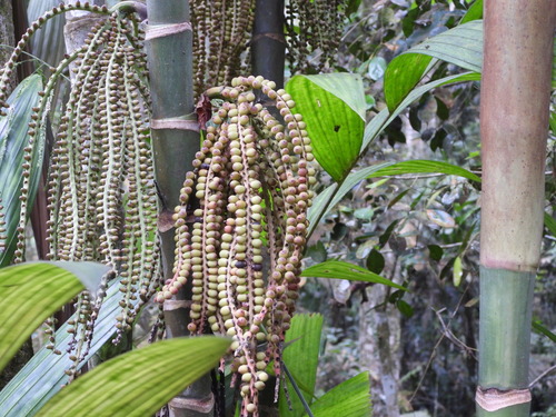 Pinanga coronata, photograph 5