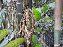 author not stated, no rights reserved Pinanga coronata, photograph author not stated, no rights reserved