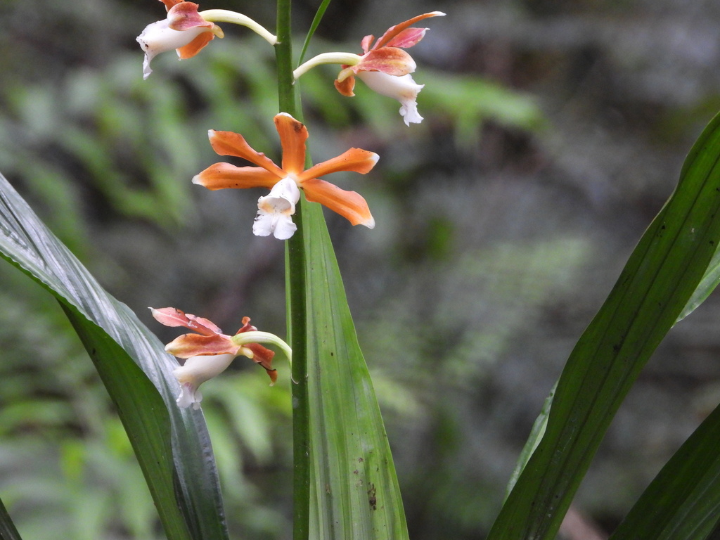 Calanthe callosa