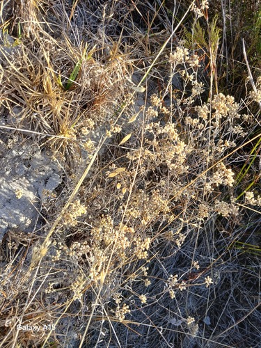 Helichrysum indicum, photograph 2