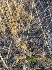 Helichrysum indicum, photograph author not stated, no rights reserved