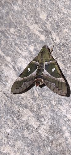 Silver-marked Nephele