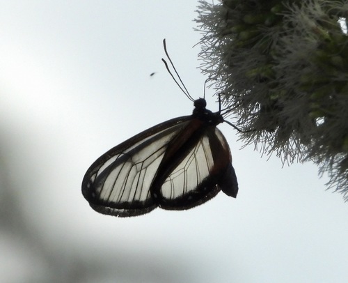 Napeogenes apulia