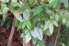 Nectandra coriacea