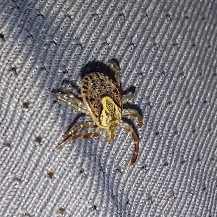 Amblyomma cajennense Fabricius, 1787